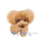 わが家のアイドル✳︎（個別スタンプ：7）