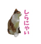 みけねこ・あんたん（個別スタンプ：5）