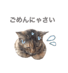 I am ちょこ（個別スタンプ：6）