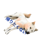 柴犬ららちゃんの日常（個別スタンプ：10）