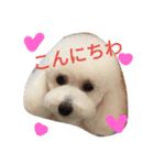 キャリコベニ（個別スタンプ：2）