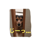 ダックスのきもち（個別スタンプ：5）