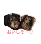 ダックスのきもち（個別スタンプ：7）