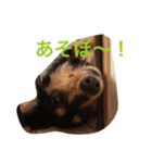 ダックスのきもち（個別スタンプ：8）