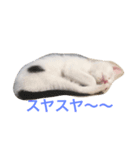 ハクちゃんスタンプ4（個別スタンプ：1）