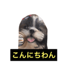 シーズーひめ＆りん（個別スタンプ：2）