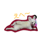 チワワ ぴこ（個別スタンプ：2）