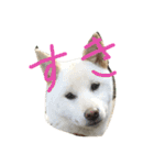 柴犬ららちゃんの日常2（個別スタンプ：8）