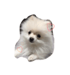 ふわもこポメラニアンおこめ（個別スタンプ：24）