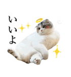 モフモフ福の神（個別スタンプ：13）