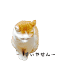 ぶさかわにゃんこ ぺぐ（個別スタンプ：8）