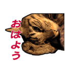 うちの猫のひとたち（個別スタンプ：30）