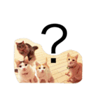 車屋さんの猫たち2（個別スタンプ：12）