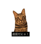 保護猫カフェDearCat（個別スタンプ：5）