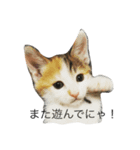 保護猫カフェDearCat（個別スタンプ：7）