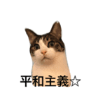 保護猫カフェDearCat（個別スタンプ：8）