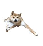 柴犬 コタロー（個別スタンプ：1）