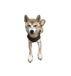 柴犬 コタロー（個別スタンプ：2）