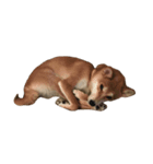 柴犬 コタロー（個別スタンプ：3）