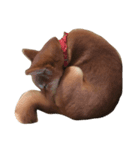 柴犬 コタロー（個別スタンプ：4）
