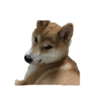 柴犬 コタロー（個別スタンプ：5）