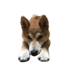 柴犬 コタロー（個別スタンプ：6）
