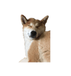 柴犬 コタロー（個別スタンプ：7）