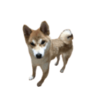 柴犬 コタロー（個別スタンプ：8）