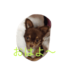 あおた、あぽ（個別スタンプ：11）