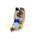 あおた、あぽ（個別スタンプ：12）