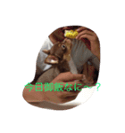あおた、あぽ（個別スタンプ：13）