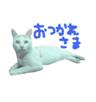 保護猫すたんぷ 2（個別スタンプ：1）