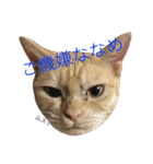 保護猫すたんぷ 2（個別スタンプ：2）