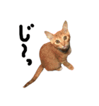 保護猫すたんぷ 2（個別スタンプ：3）