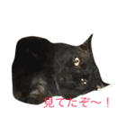 保護猫すたんぷ 2（個別スタンプ：5）