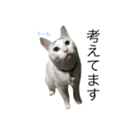 保護猫すたんぷ 2（個別スタンプ：6）
