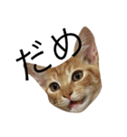 保護猫すたんぷ 2（個別スタンプ：7）