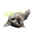 保護猫すたんぷ 2（個別スタンプ：8）