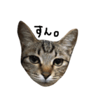 保護猫すたんぷ 2（個別スタンプ：9）
