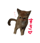 保護猫すたんぷ 2（個別スタンプ：10）