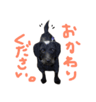 保護猫すたんぷ 2（個別スタンプ：12）