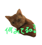 保護猫すたんぷ 2（個別スタンプ：16）