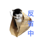 保護猫すたんぷ 2（個別スタンプ：18）