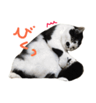 保護猫すたんぷ 2（個別スタンプ：19）