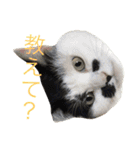 保護猫すたんぷ 2（個別スタンプ：21）