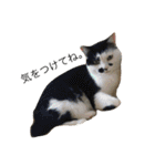 保護猫すたんぷ 2（個別スタンプ：22）