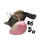 保護猫すたんぷ 2（個別スタンプ：23）