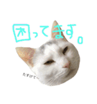 保護猫すたんぷ 2（個別スタンプ：24）