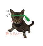 保護猫すたんぷ 2（個別スタンプ：25）