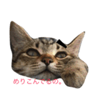 保護猫すたんぷ 2（個別スタンプ：27）